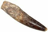 Fossil Spinosaurus Tooth - Real Dinosaur Tooth #353066-1
